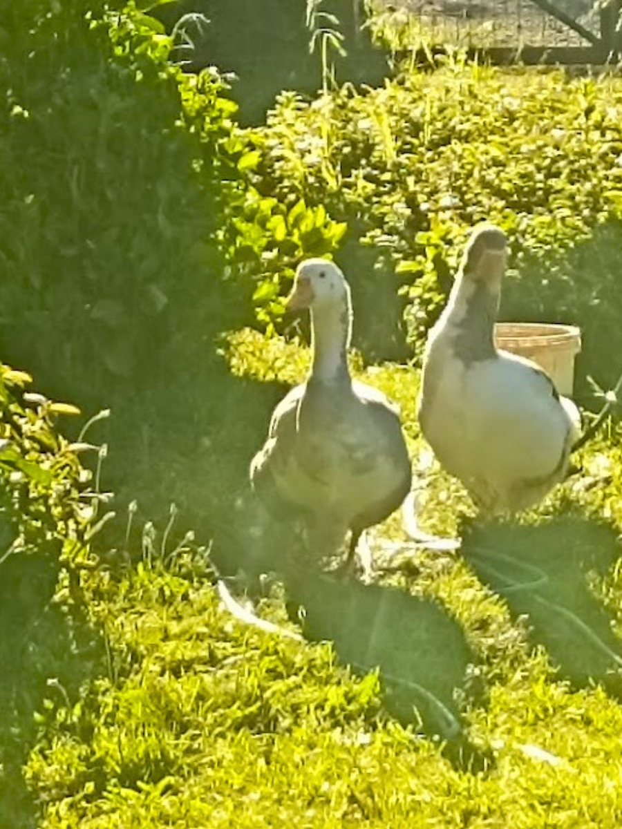 AVES PUCON